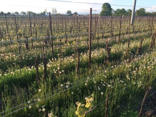   神殿酒莊的葡萄園