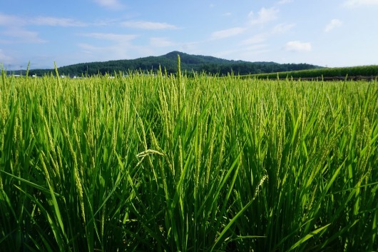 上閉伊酒造株式会社 Kamihei-Shuzo