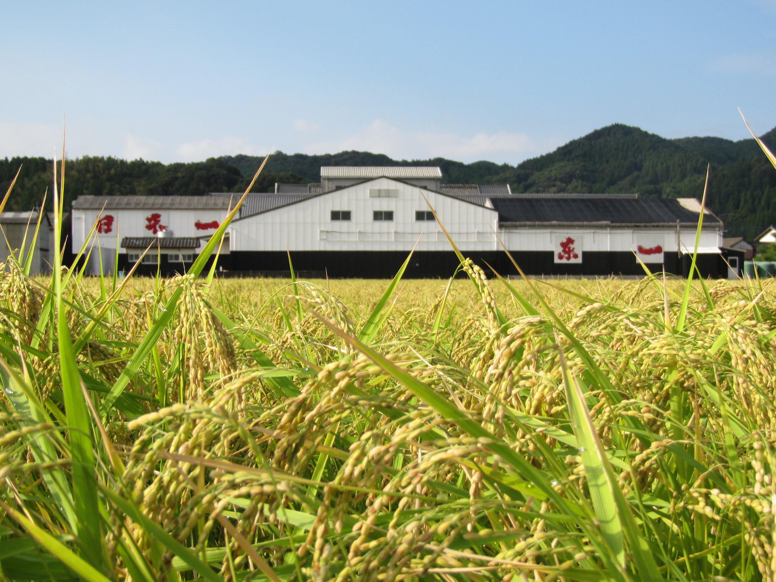 山田錦酒米